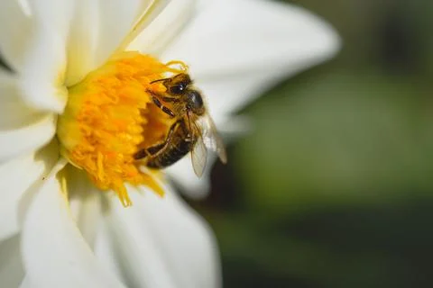 Bee close up, macro inside a white flower, pollinating Stock Photos