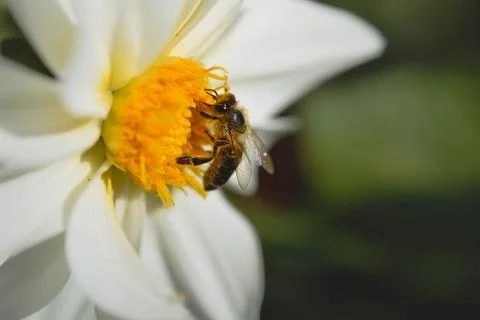 Bee close up, macro inside a white flower, pollinating Stock Photos
