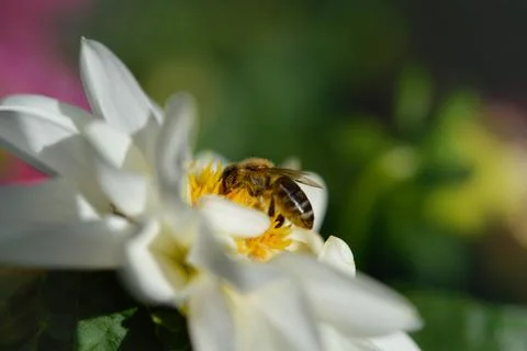 Bee close up, macro inside a white flower, pollinating Stock Photos