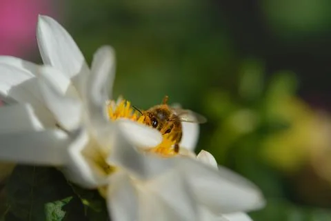 Bee close up, macro inside a white flower, pollinating Stock Photos