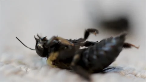 Bee close up pest control. Toxic pesticide on wildlife. Stock Footage 291363885