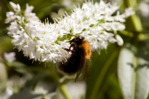 Bee Close-up Stock Photos