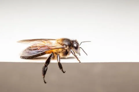 Bee in close up Stock Photos