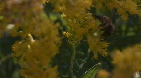 Bee Close-Up on Plant Stock Footage 41795971