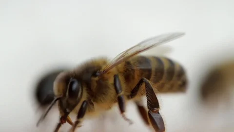 Bee close-up shot. Many bees working. Stock Footage 99156853