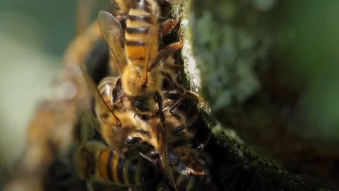 Bee close-up shot. Many bees working. Stock Footage 99156867