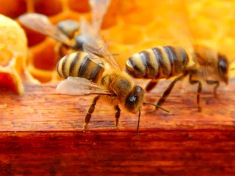Bee close up sitting on a frame in a beehive Stock Photos