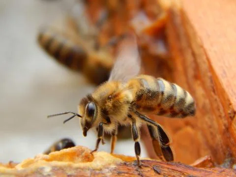 Bee close up sitting on a frame in a beehive Stock Photos