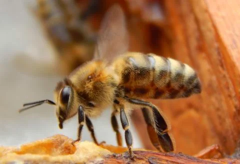 Bee close up sitting on a frame in a beehive Stock Photos