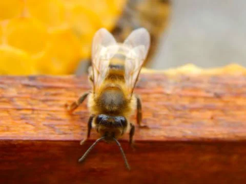 Bee close up sitting on a frame in a beehive Foto stock