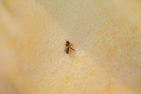 Bee close-up sitting on white skin Stock Photos