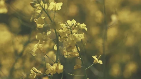 Bee close-up video footage on a rape plant on a acre in ukraine in spring 库存影片 91583313