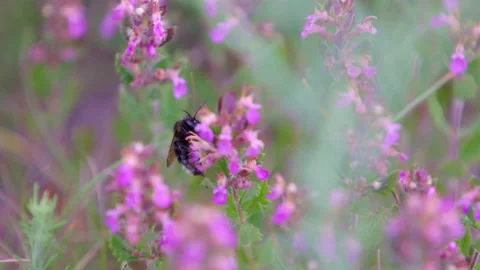 Bee closeup on a flower Stock Footage 233685558
