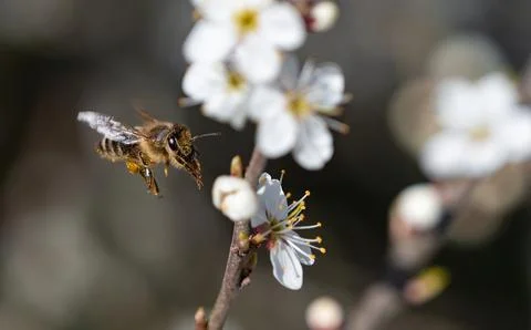 A bee closeup in fly at spring in jena Stock Photos