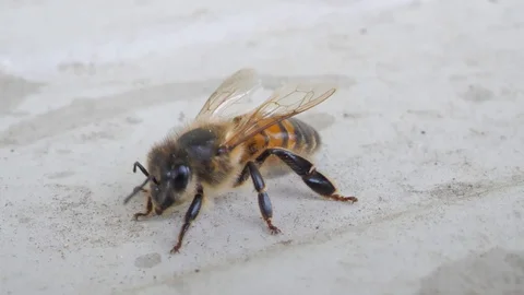 Bee closeup Stock Footage 128901227