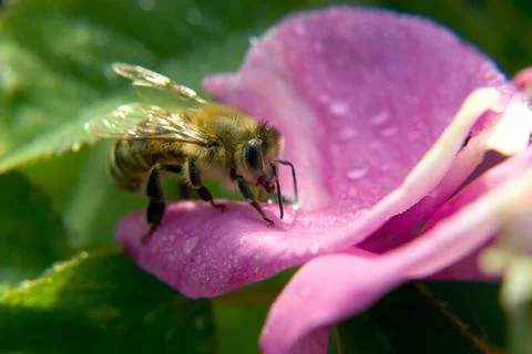 Bee Closeup Stockfoto's