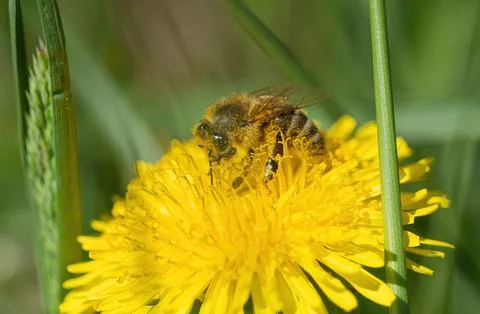 A bee closeup at spring in jena Stock Photos