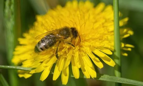 A bee closeup at spring in jena Stock Photos