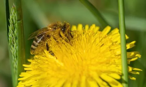 A bee closeup at spring in jena Stock Photos