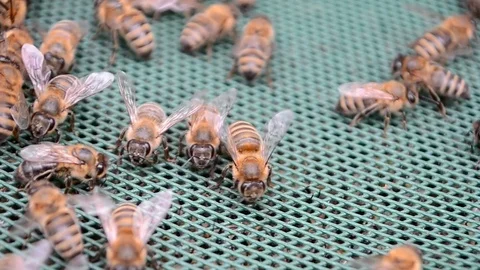 Bee closeup on vibrated green grid surface, apitherapy, apitherapy. Видео 71659171