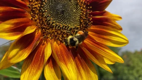 Bee closeup walking on orange and yellow sunflower gathering pollen Video stock 264784946