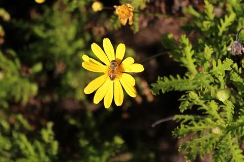 Bee Closeup on Yellow Flower Stock Photos