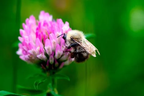 Bee clover close-up Stock Photos