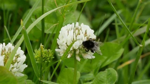 Bee on clover collecting pollen Stock Footage 76563560
