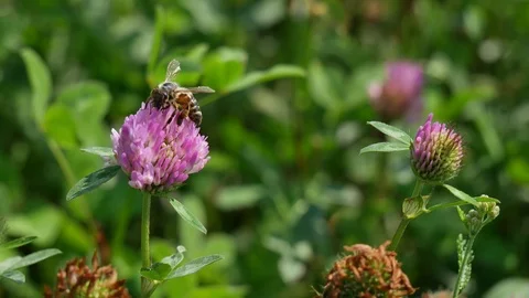 Bee on a clover flower. 動画素材 116543049