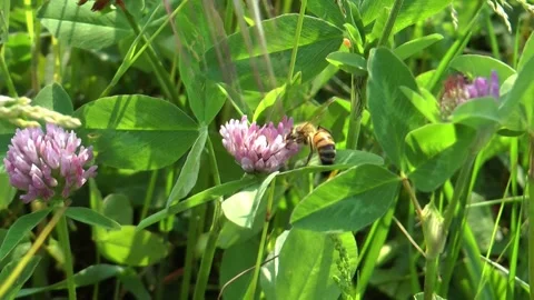 Bee on a clover flower. Video stock 152950008