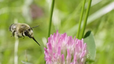 Bee on clover flower Stock Footage 197695998
