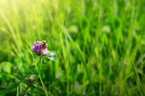 Bee on clover flowers field. Stock Photos