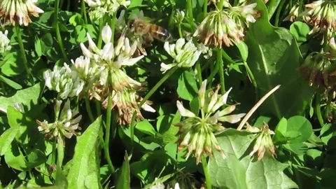Bee on a clover Stock Footage 77235306