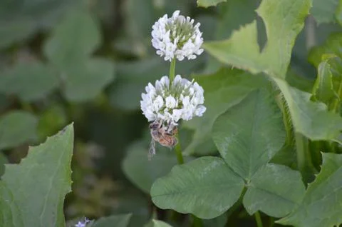 Bee on Clover Stock Photos