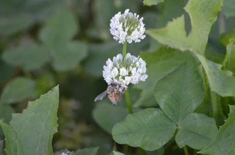 Bee on Clover Stock Photos