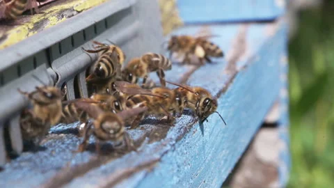 Bee Cluster And Lone Bee On Landing Board Stock Footage 342021983