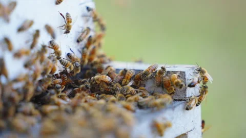 Bee Cluster Stock Footage 255063999