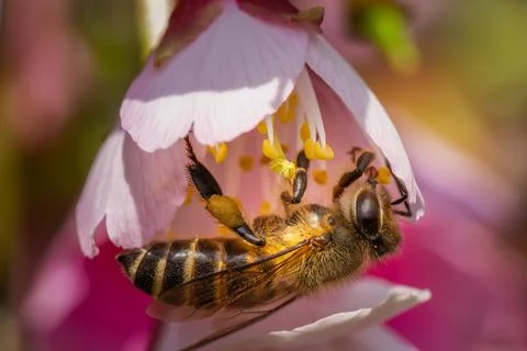 Bee colecting nectar from a cherry blossom flower Stock Photos