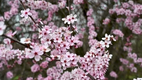 Bee colecting nectar on a Japanese Cherry Blossoms, 4K Stock Footage 155884755