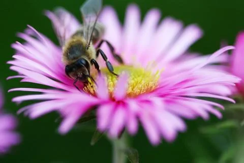 Bee colecting pollen on the flower Stock Photos