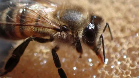 Bee collect drops of water Stock Footage 160803155