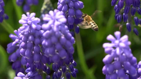 Bee collect flower nectar Stock Footage 187168816
