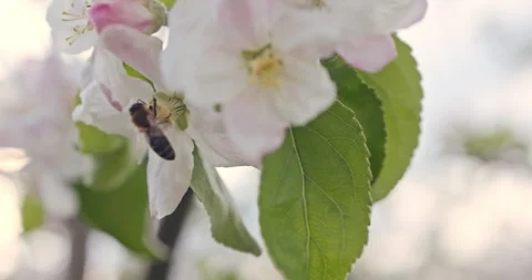 Bee collect honey pollen from apple tree blossom, springtime blooming flowers Stock Footage 330084458