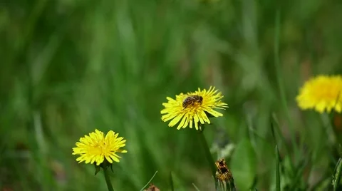 Bee collect nectar from the dandelions bloom Stock Footage 2141871
