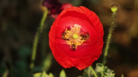Bee collect pollen on beautiful red poppy flower. Stock Footage 123042385