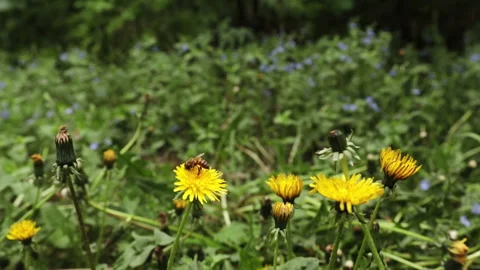A bee collect pollen from a dandelion Vídeos de archivo 194540709