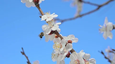 Bee collect pollen in slow motion.  Video stock 126574737