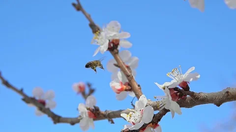Bee collect pollen in slow motion.  Video stock 126574740
