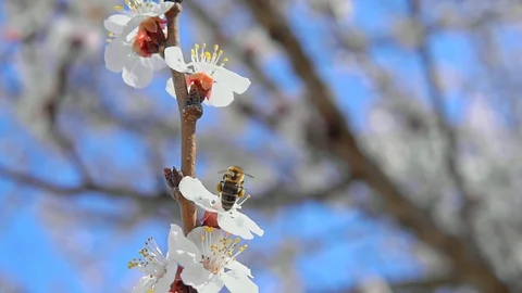Bee collect pollen in slow motion.  库存影片 126574749