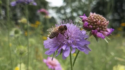 Bee collecting Stock Footage 282427924